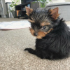 Photo №4. I will sell yorkshire terrier in the city of Munich. private announcement - price - 280$