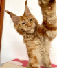 Photo №2 to announcement № 103867 for the sale of maine coon - buy in Germany breeder