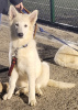 Photo №3. White swiss shepherd puppies. Romania