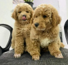 Photo №1. poodle (royal), chow chow - for sale in the city of Helsinki | negotiated | Announcement № 125000