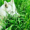 Additional photos: Siberian Husky puppy