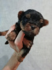 Photo №3. Yorkie/Kawaiiork puppies. Latvia