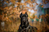Photo №1. cane corso - for sale in the city of Krasnodar | negotiated | Announcement № 8997