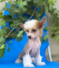 Additional photos: Chinese crested puppies