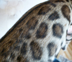 Photo №4. I will sell bengal cat in the city of Belgorod. from nursery - price - negotiated