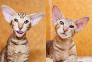 Photo №1. oriental shorthair - for sale in the city of Samara | 393$ | Announcement № 1973