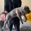 Photo №2 to announcement № 8045 for the sale of american bully - buy in Serbia 