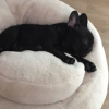 Photo №1. french bulldog - for sale in the city of Charlotte | 300$ | Announcement № 76489