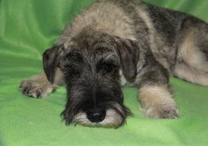 Additional photos: For sale puppy Mittelschnauzer