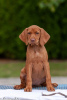 Photo №2 to announcement № 78252 for the sale of vizsla - buy in Belarus from nursery, breeder