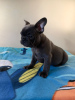 Photo №3. Home trained French Bulldog puppies available now for sale. Netherlands