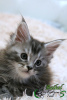 Photo №2 to announcement № 13500 for the sale of maine coon - buy in Russian Federation private announcement, from nursery, breeder