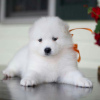 Photo №3. CUTE SAMOYED PUPPIES AVAILABLE FOR SALE. United States