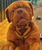 Additional photos: Dog de Bordeaux puppies