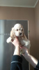 Photo №2 to announcement № 9438 for the sale of american cocker spaniel - buy in Russian Federation breeder