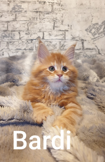 Photo №2 to announcement № 4813 for the sale of maine coon - buy in Germany from nursery