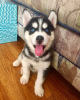 Photo №1. siberian husky - for sale in the city of La Paz | negotiated | Announcement № 112294