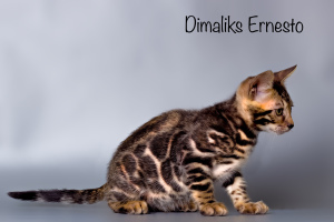 Photo №4. I will sell bengal cat in the city of Kazan. from nursery, breeder - price - 2000$