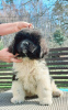 Photo №2 to announcement № 95071 for the sale of newfoundland dog - buy in Poland breeder
