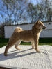 Photo №1. shiba inu - for sale in the city of Belgrade | 264$ | Announcement № 81502