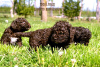 Photo №2 to announcement № 102684 for the sale of lagotto romagnolo - buy in Serbia breeder