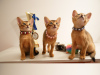 Additional photos: Club Abyssinian kittens