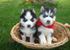 Photo №1. siberian husky - for sale in the city of Ghent | Is free | Announcement № 118047