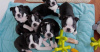 Photo №1. boston terrier - for sale in the city of Berlin | 370$ | Announcement № 116845