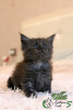 Photo №4. I will sell maine coon in the city of St. Petersburg. private announcement, from nursery, breeder - price - 469$