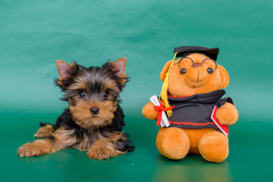 Photo №2 to announcement № 5810 for the sale of yorkshire terrier - buy in Russian Federation private announcement