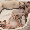 Photo №3. Beautiful Sphynx kittens. Germany