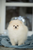 Photo №4. I will sell pomeranian in the city of Trbovlje. private announcement, from nursery, breeder - price - 1500$