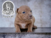 Photo №4. I will sell american pit bull terrier in the city of Osijek. breeder - price - negotiated