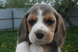 Photo №2 to announcement № 2305 for the sale of beagle - buy in Belarus from nursery