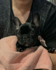 Photo №3. french bulldog. Germany