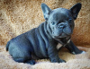 Photo №2 to announcement № 85908 for the sale of french bulldog - buy in Bosnia and Herzegovina private announcement