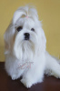 Photo №2 to announcement № 53655 for the sale of maltese dog - buy in Ukraine from nursery