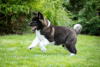 Additional photos: American Akita puppies