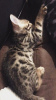 Photo №4. I will sell bengal cat in the city of Berlin. private announcement, from nursery - price - 423$