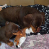 Photo №3. Pra Clear Dachshund Puppies. United States