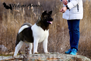 Photo №1. american akita - for sale in the city of Zaporizhia | 900$ | Announcement № 5344