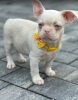 Additional photos: Pink french bulldog puppies