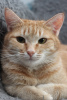 Photo №3. Affectionate red Lynx is looking for a home!. Russian Federation