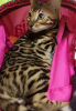 Photo №4. I will sell bengal cat in the city of Дели. from nursery - price - 1000$