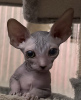 Photo №3. Canadian Sphynx kittens. Germany