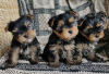 Photo №2 to announcement № 106745 for the sale of yorkshire terrier - buy in Germany private announcement, breeder
