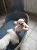 Photo №2 to announcement № 8359 for the sale of english bulldog - buy in Russian Federation from nursery