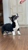 Photo №4. I will sell welsh corgi in the city of Москва. breeder - price - negotiated