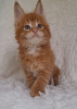 Photo №1. maine coon - for sale in the city of Rylsk | 264$ | Announcement № 117766