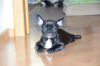 Photo №4. I will sell french bulldog in the city of Saarbrücken. private announcement - price - 380$